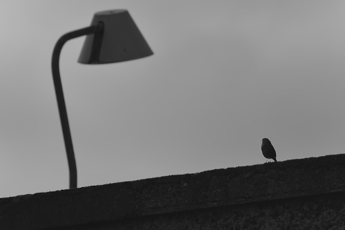 photo d' accenteur mouchet qui regarde un lampadaire en noir et blanc.