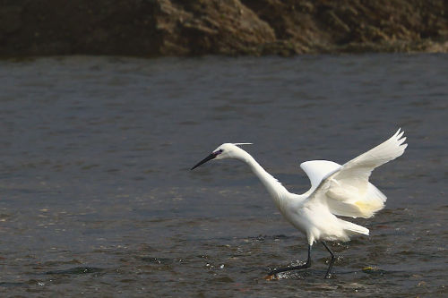 photo d' aigrette garzette en train de pêcher