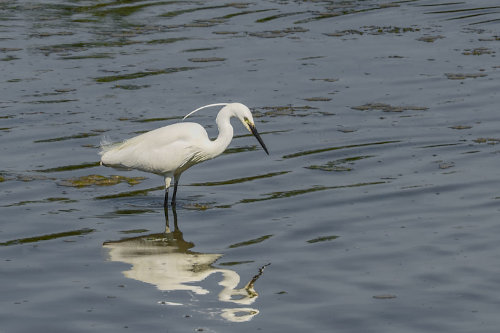 photo d'aigrette garzette et son reflet