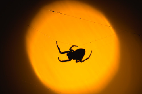 photo de silhouette d'araignée éclairée par un lampadaire