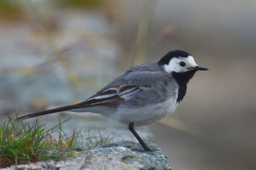 photo de bergeronnette grise posée sur un muret en pierres