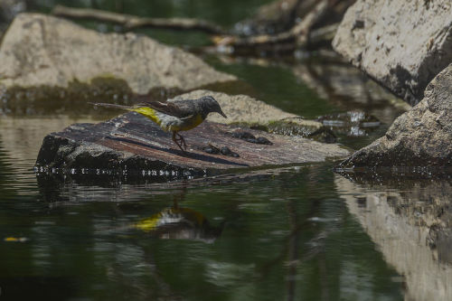 photo de bergeronnette des ruisseaux mâle et son reflet