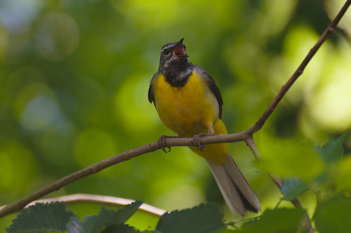 photo de bergeronnette des ruisseaux mâle qui chante