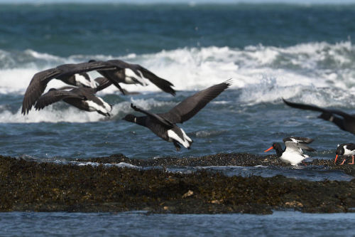 photo de vol de bernaches cravants passe devant des huîtriers