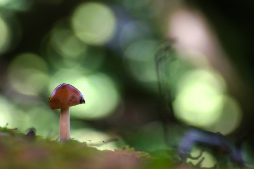 photo de bolet orange seul dans la forêt