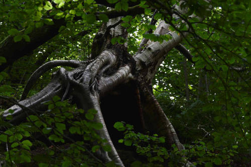 photo de bouleau en forme de créature dans la forêt