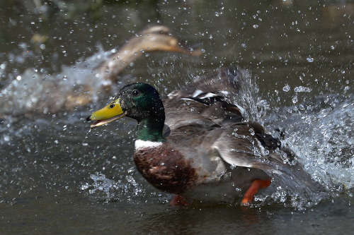 photo de canard colvert qui décolle dans une gerbe d'eau