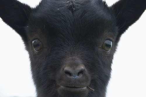 photo de chevreau avec une brindille dans la bouche en portrait