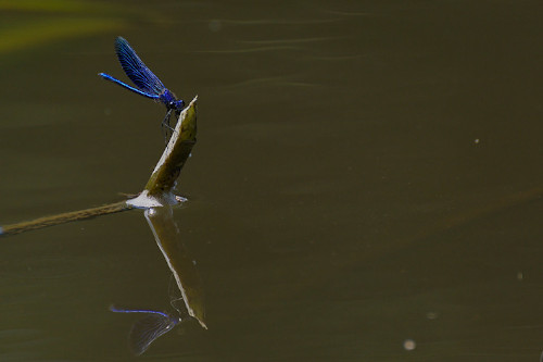 photo de demoiselle bleu métallisé et son reflet