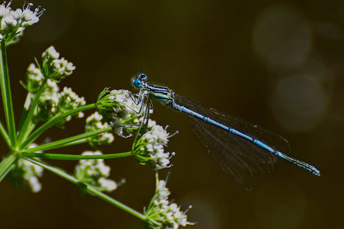 photo de demoiselle cyan posee sur une fleur