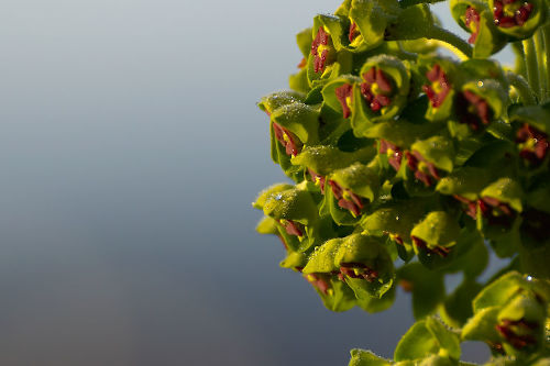 photo d'euphorbe en fleur après la pluie