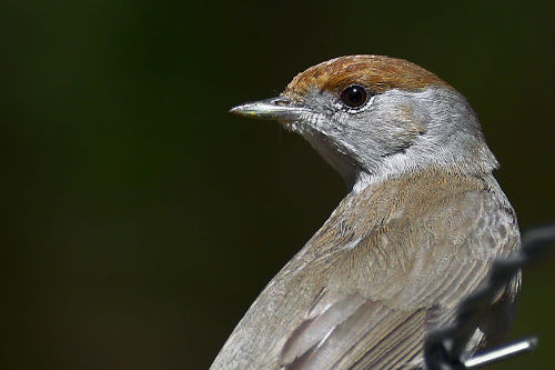 photo de fauvette à tête noire femelle posée sur un barbelé