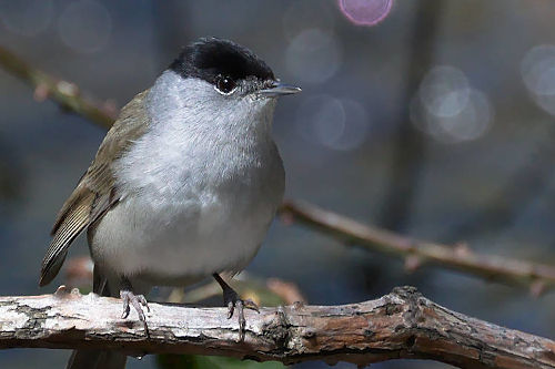 photo de fauvette à tête noire mâle posée sur une branche