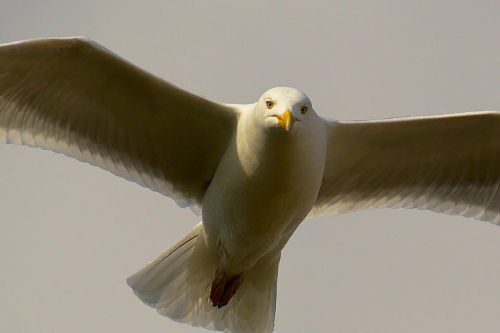 photo de goéland en vol plané