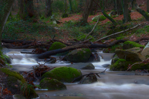 photo de cascade en sous-bois en pose longue