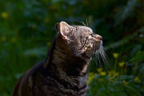 photo de chat dans un rayon de soleil