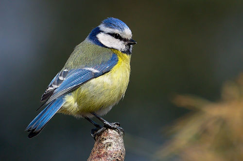 photo de mésange bleue posée sur une branche