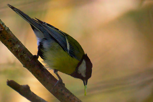 photo de mésange charbonnière avec une chenille vert fluo dans le bec