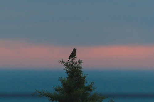 photo de pinson des arbres mâle chantant au crépuscule