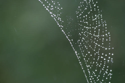 photo de toile d'araignée en forme d'aile sous la pluie