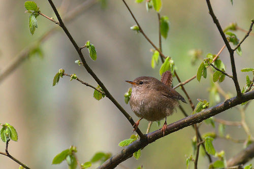 photo de troglodyte mignon posé sur une branche