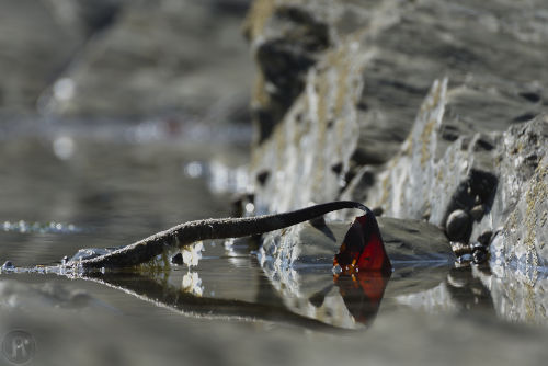 algue et son reflet qui évoquent un papillon dans la gueule d'un crocodile