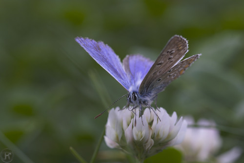 azuré bleu céleste posé sur une fleur