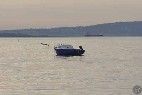 goéland qui passe à côté d'un bateau