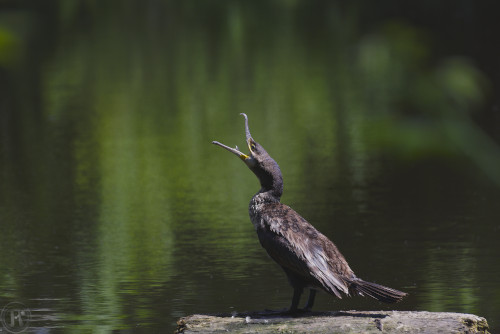 cormoran avec le bec grand ouvert