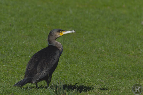 cormoran de profil posé dans l'herbe