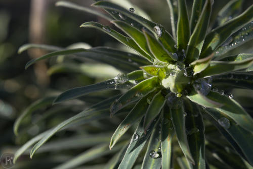 euphorbe avec des gouttes de pluie