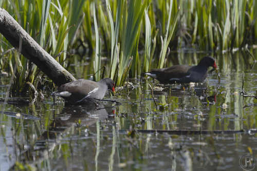 poules d'eau qui mangent et leur reflet