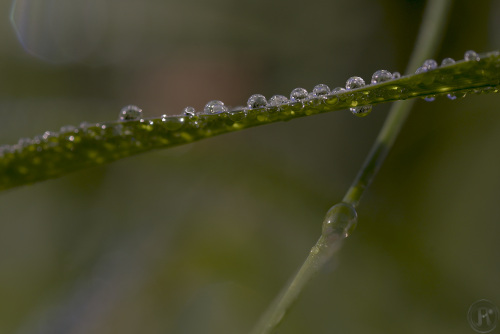 gouttes de rosée posées sur une feuille