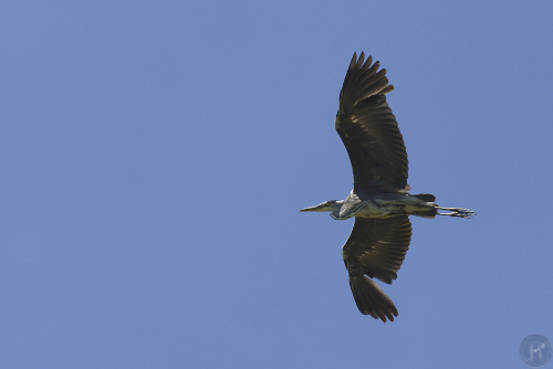 héron en vol avec les ailes déployées