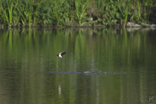 une hirondelle en vol