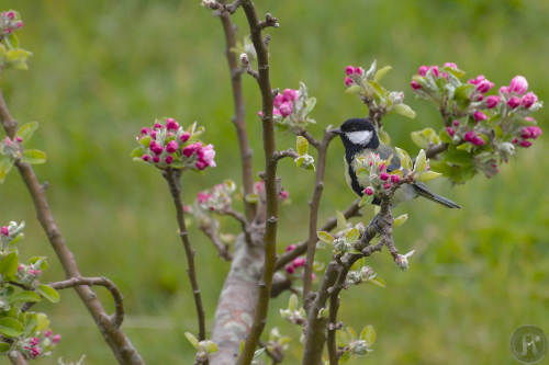 mésange charbonnière posée dans un pommier