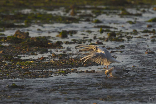 mouette rieuse avec les ailes déployées