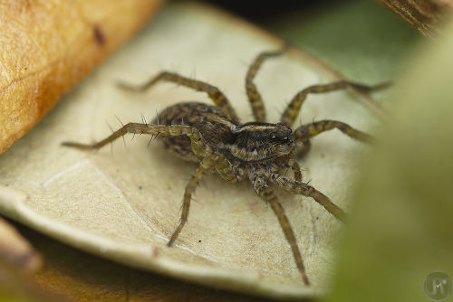 araignée loup en macro photographie