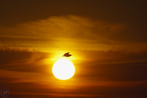 goéland en silhouette survole le soleil levant