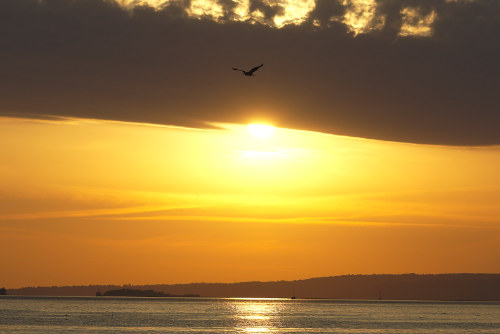 un héron en silhouette survole le soleil levant