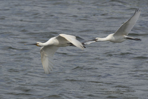 oiseaux spatules en vol