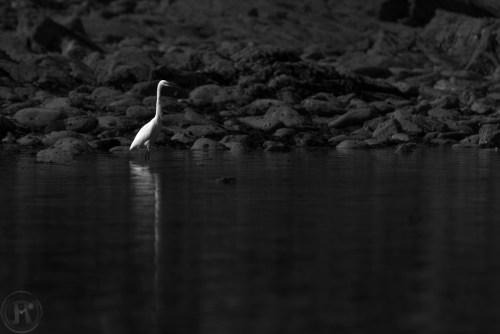 aigrette et son reflet en noir et blanc