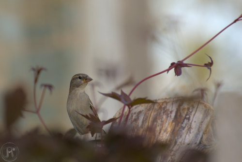 moineau femelle onirique