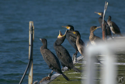 cormorans posés sur un ponton