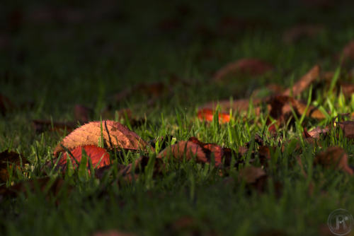 feuilles de cerisier japonais dans l'herbe