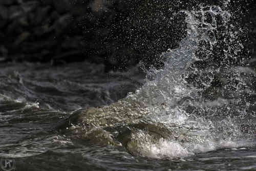 gerbe de vague sur un rocher