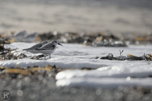 bécasseaux sanderling dans les embruns