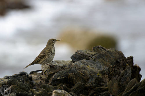 pipit maritime posé sur un rocher