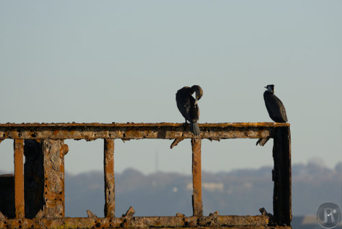 deux cormorans posés sur une plat-forme rouillée