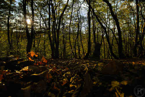 sous-bois pris au ras du sol